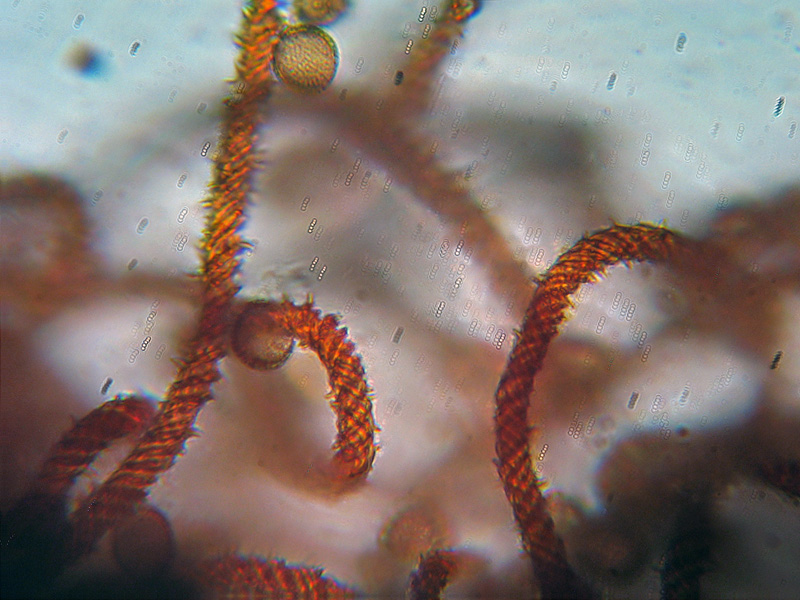 Metatrichia vesparium